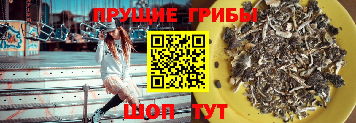 Галлюциногенные грибы Psilocybe Фрязино